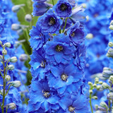 Nemtisor (Delphinium) Blue Bird - Planta Perena cu Flori Albastre Delicate si Elegante