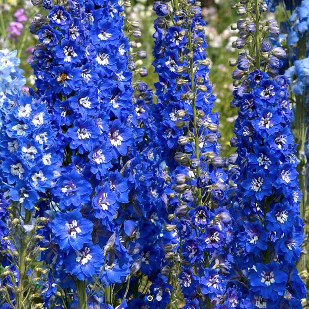 Nemtisor (Delphinium) Blue Bird - Planta Perena cu Flori Albastre Delicate si Elegante