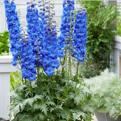 Nemtisor (Delphinium) Blue Bird - Planta Perena cu Flori Albastre Delicate si Elegante