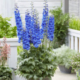 Nemtisor (Delphinium) Blue Bird - Planta Perena cu Flori Albastre Delicate si Elegante