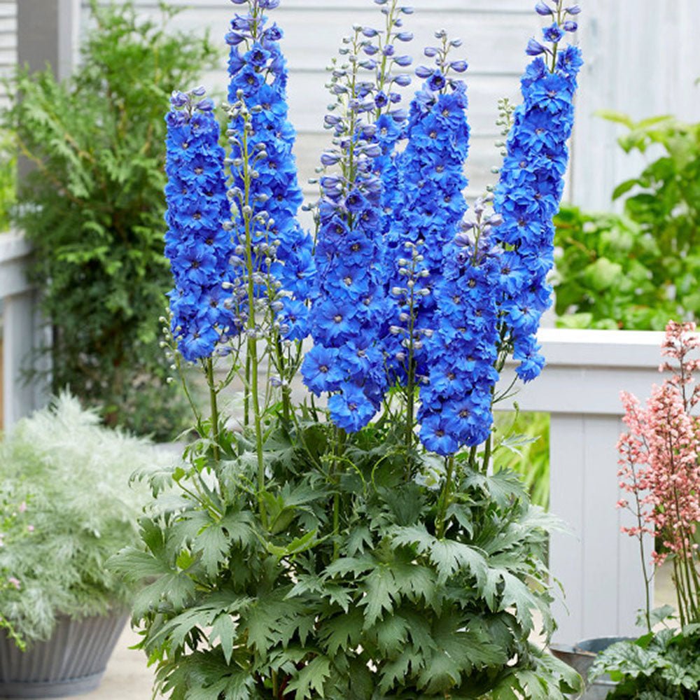 Nemtisor (Delphinium) Blue Bird - Planta Perena cu Flori Albastre Delicate si Elegante