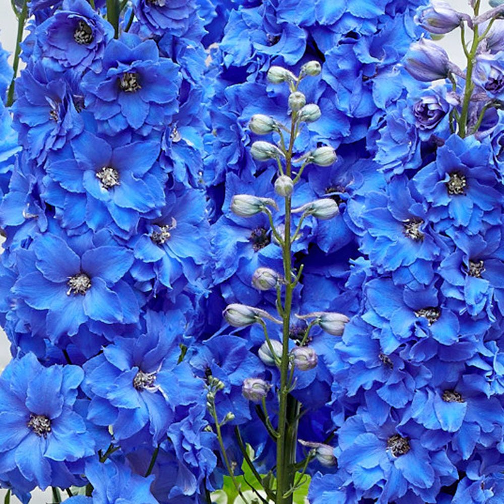 Nemtisor (Delphinium) Blue Bird - Planta Perena cu Flori Albastre Delicate si Elegante