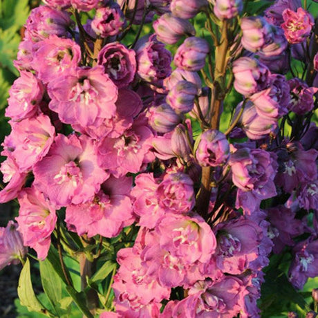 Nemtisor (Delphinium) Delphis Pink Power - Planta Perena cu Flori Roz Stralucitor