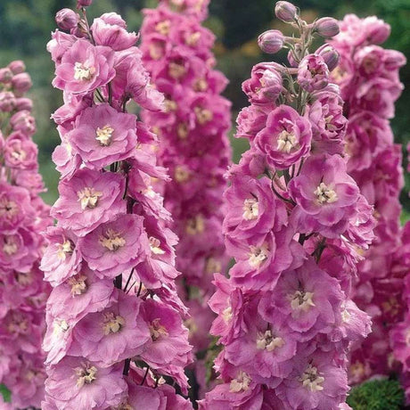 Nemtisor (Delphinium) Delphis Pink Power - Planta Perena cu Flori Roz Stralucitor