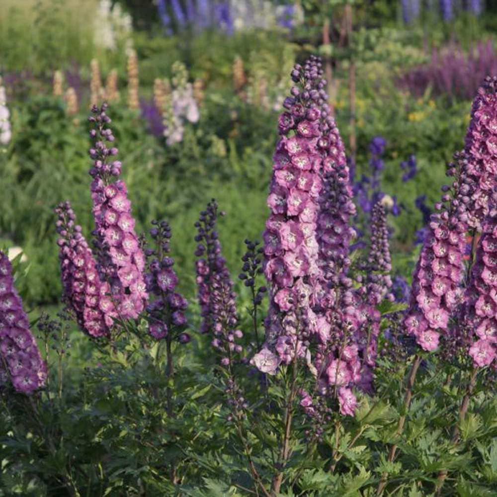 Nemtisor (Delphinium) Delphis Pink Power - Planta Perena cu Flori Roz Stralucitor