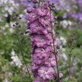 Nemtisor (Delphinium) Delphis Pink Power - Planta Perena cu Flori Roz Stralucitor