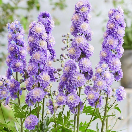 Nemtisor (Delphinium) Highlander Bolero