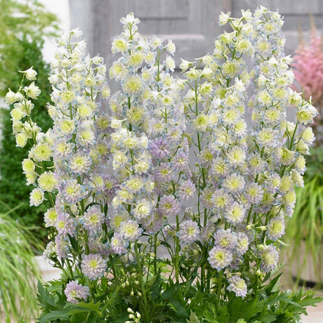 Nemtisor (Delphinium) Highlander Moonlight - Planta Perena cu Flori Albe si Mov"