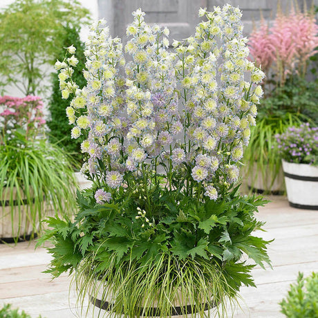 Nemtisor (Delphinium) Highlander Moonlight - Planta Perena cu Flori Albe si Mov"