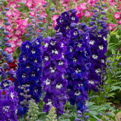 Nemtisor (Delphinium) Magic Fountain Dark Blue - Planta cu flori albastre