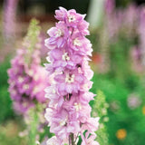 Nemtisor (Delphinium) Magic Fountain Pink Shades- Planta perena cu flori roz intens