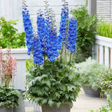 Nemtisor (Delphinium) Ocean Tiara Blue - Planta decorativa cu flori albastre - VERDENA-Livrat in ghiveci de 2 l