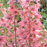 Nemtisor (Delphinium) Ruysii Pink Sensation - Planta cu flori roz