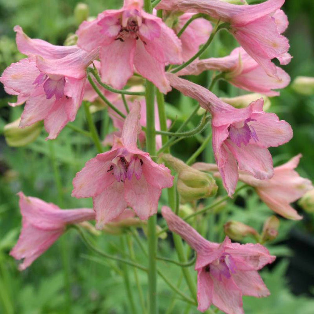 Nemtisor (Delphinium) Ruysii Pink Sensation - Planta cu flori roz