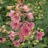 Nemtisor (Delphinium) Ruysii Pink Sensation - Planta cu flori roz