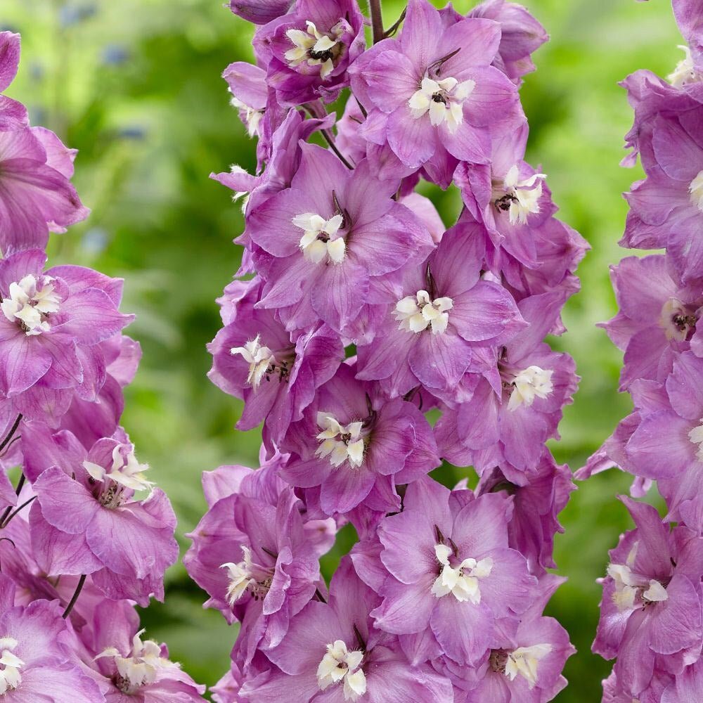 Nemtisor (Delphinium) Strawberry Fair - Planta cu flori roz si alb