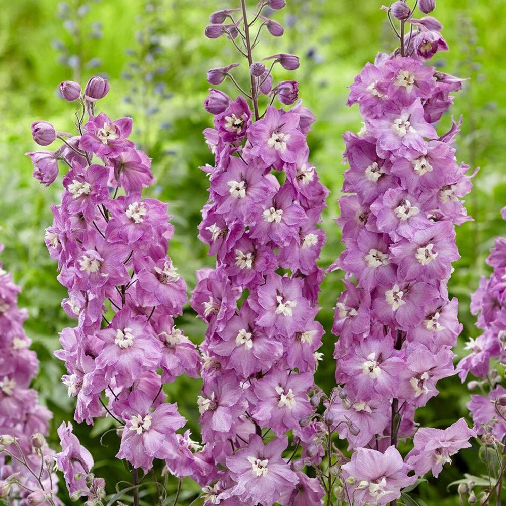 Nemtisor (Delphinium) Strawberry Fair - Planta cu flori roz si alb