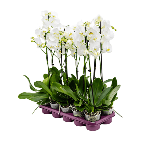 Orhidee (Phalaenopsis) - 60 cm - VERDENA-60 cm la livrare in ghiveci de Ø 12 cm