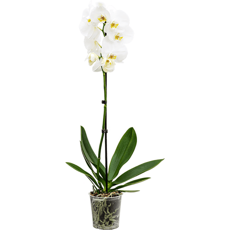 Orhidee (Phalaenopsis) - 60 cm - VERDENA-60 cm la livrare in ghiveci de Ø 12 cm