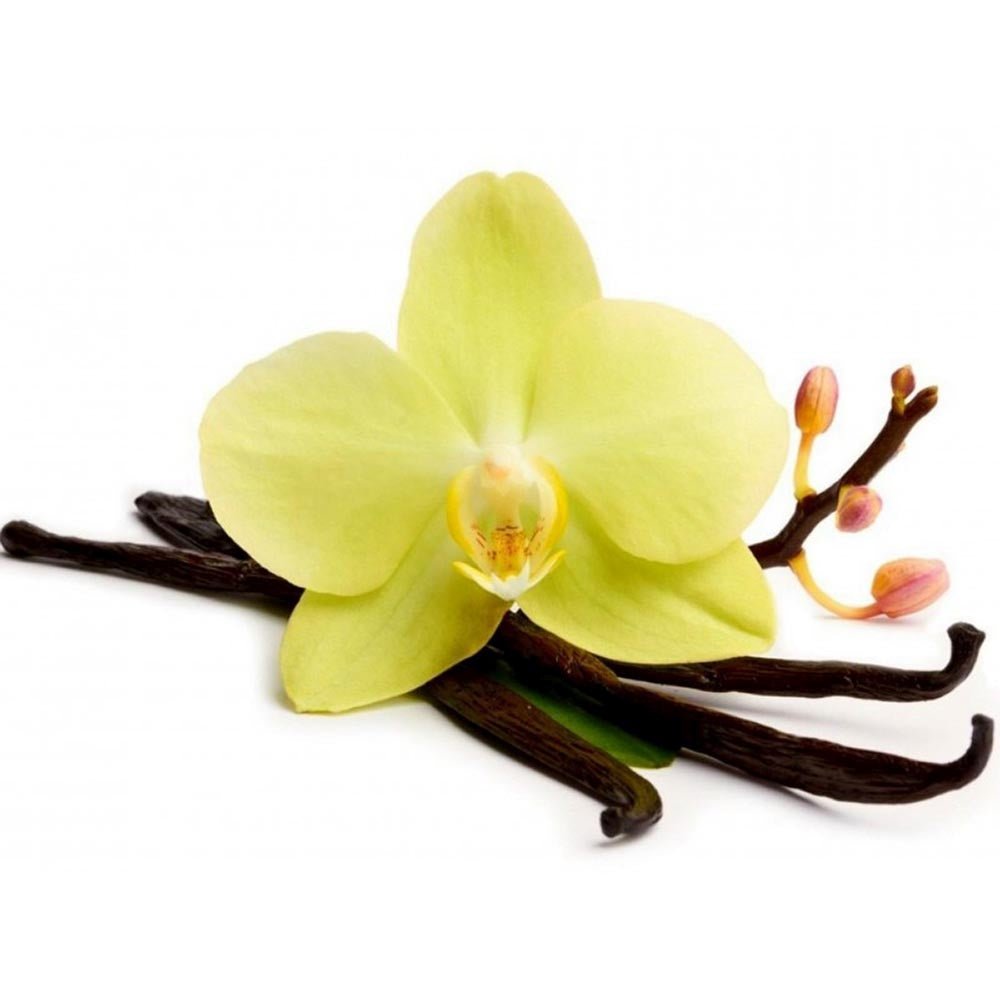 Orhideea de Vanilie (Vanilla Planifolia) - VERDENA-40 cm inaltime, livrat in ghiveci de 1.2 l