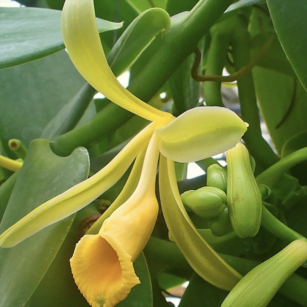 Orhideea de Vanilie (Vanilla Planifolia) - VERDENA-40 cm inaltime, livrat in ghiveci de 1.2 l