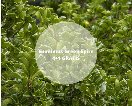 Pachet PROMO Euonimus Green Spire - 4+1 GRATIS, Default Title