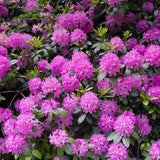Pachet PROMO Rhododendron - Mix Culori, Default Title