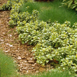 Pachysandra Green Carpet - VERDENA-10-15 cm inaltime la livrare, in ghiveci de 1 L