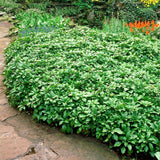 Pachysandra Green Carpet - VERDENA-10-15 cm inaltime la livrare, in ghiveci de 1 L