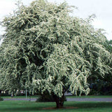 Paducel de Padure (Crataegus laevigata), cu flori albe - VERDENA-100-125 cm inaltime, livrat in ghiveci de 7.5 l