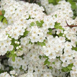 Black Friday - Reduceri Paducel de Padure (Crataegus laevigata), cu flori albe Promotie