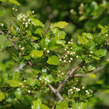 Paducel de Padure (Crataegus laevigata), cu flori albe - VERDENA-100-125 cm inaltime, livrat in ghiveci de 7.5 l