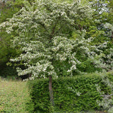 Paducel de Padure (Crataegus laevigata), cu flori albe - VERDENA-100-125 cm inaltime, livrat in ghiveci de 7.5 l