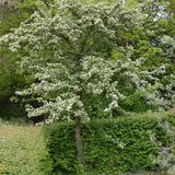 Black Friday - Reduceri Paducel de Padure (Crataegus laevigata), cu flori albe Promotie