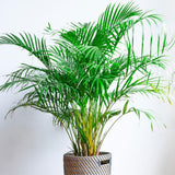 Palmier Areca dypsis lutescens - 100 cm - VERDENA-100 cm la livrare, in ghiveci de Ø 21 cm