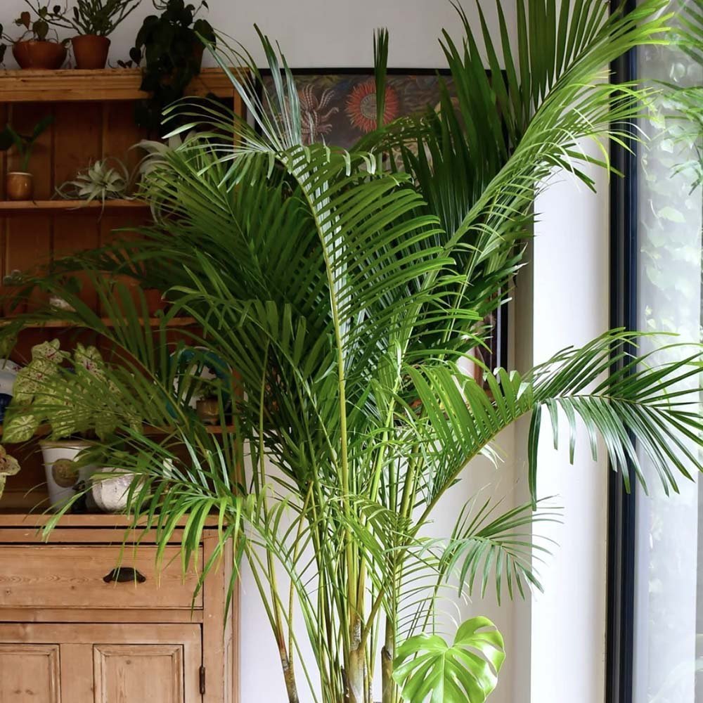 Black Friday - Reduceri Palmier Areca Dypsis Lutescens - 110 cm Promotie