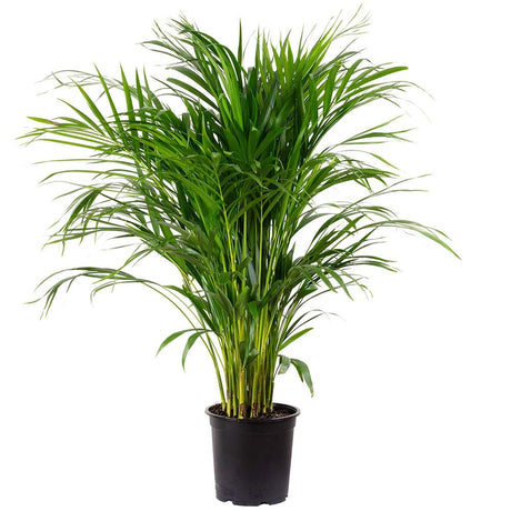 Black Friday - Reduceri Palmier Areca Dypsis Lutescens - 110 cm Promotie