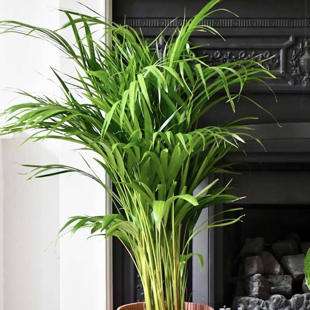 Black Friday - Reduceri Palmier Areca Dypsis Lutescens - 110 cm Promotie