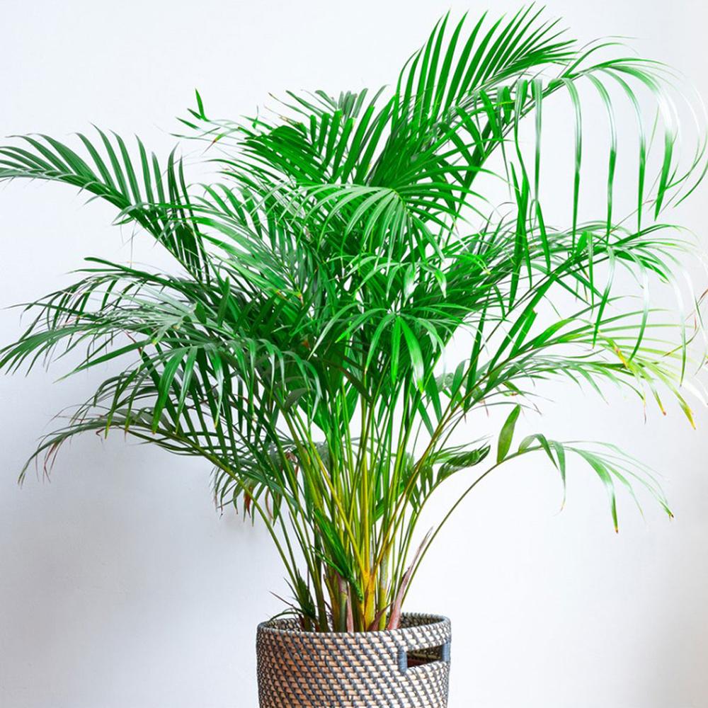 Black Friday - Reduceri Palmier Areca Dypsis Lutescens - 110 cm Promotie