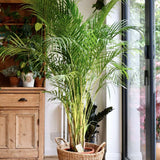 Black Friday - Reduceri Palmier Areca Dypsis Lutescens - 110 cm Promotie