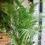 Palmier Areca dypsis lutescens - 110 cm - VERDENA-110 cm inaltime in ghiveci de 3 L