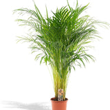 Black Friday - Reduceri Palmier Areca Dypsis Lutescens - 130 cm Promotie