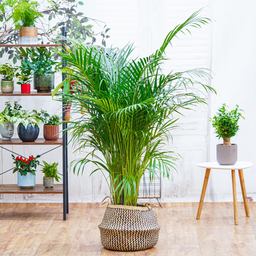 Black Friday - Reduceri Palmier Areca Dypsis Lutescens - 130 cm Promotie