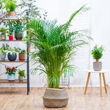 Palmier Areca Dypsis Lutescens - 130 cm - VERDENA-120 cm inaltime livrat in ghiveci de 5 L