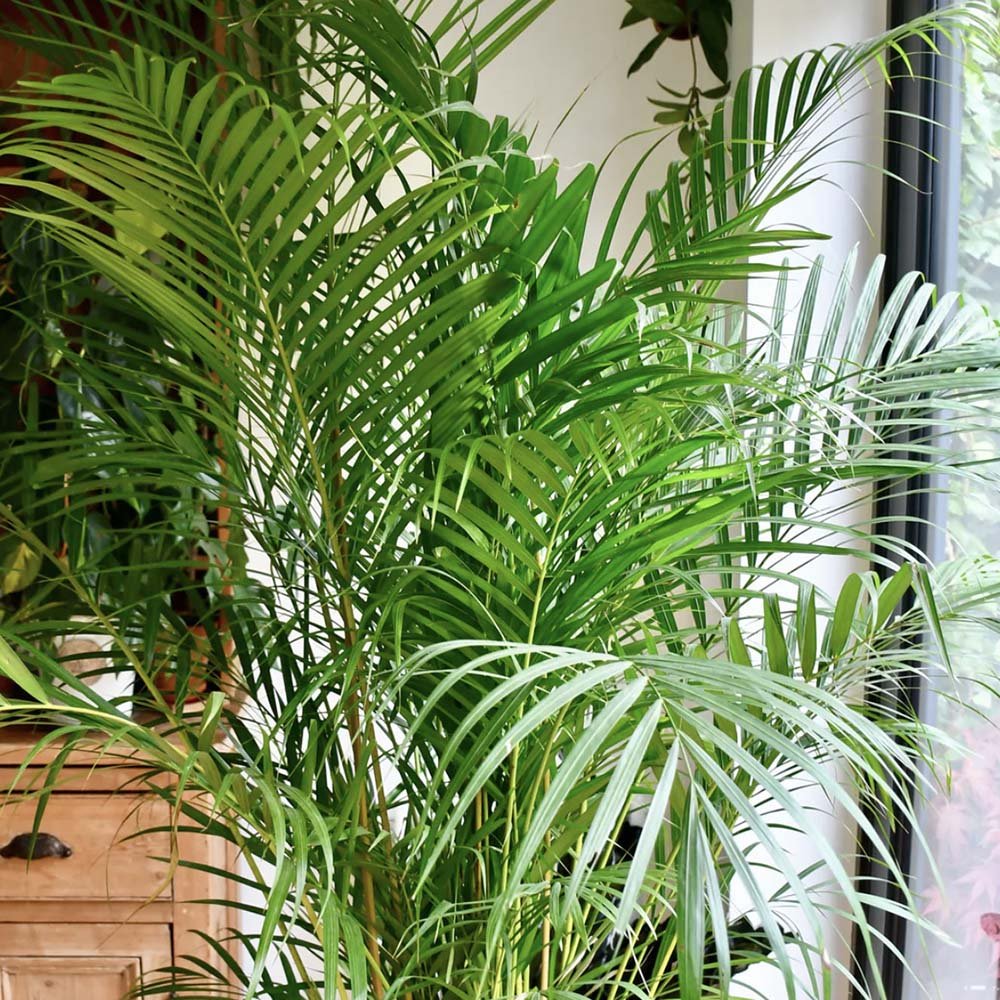 Black Friday - Reduceri Palmier Areca Dypsis Lutescens - 90 cm Promotie