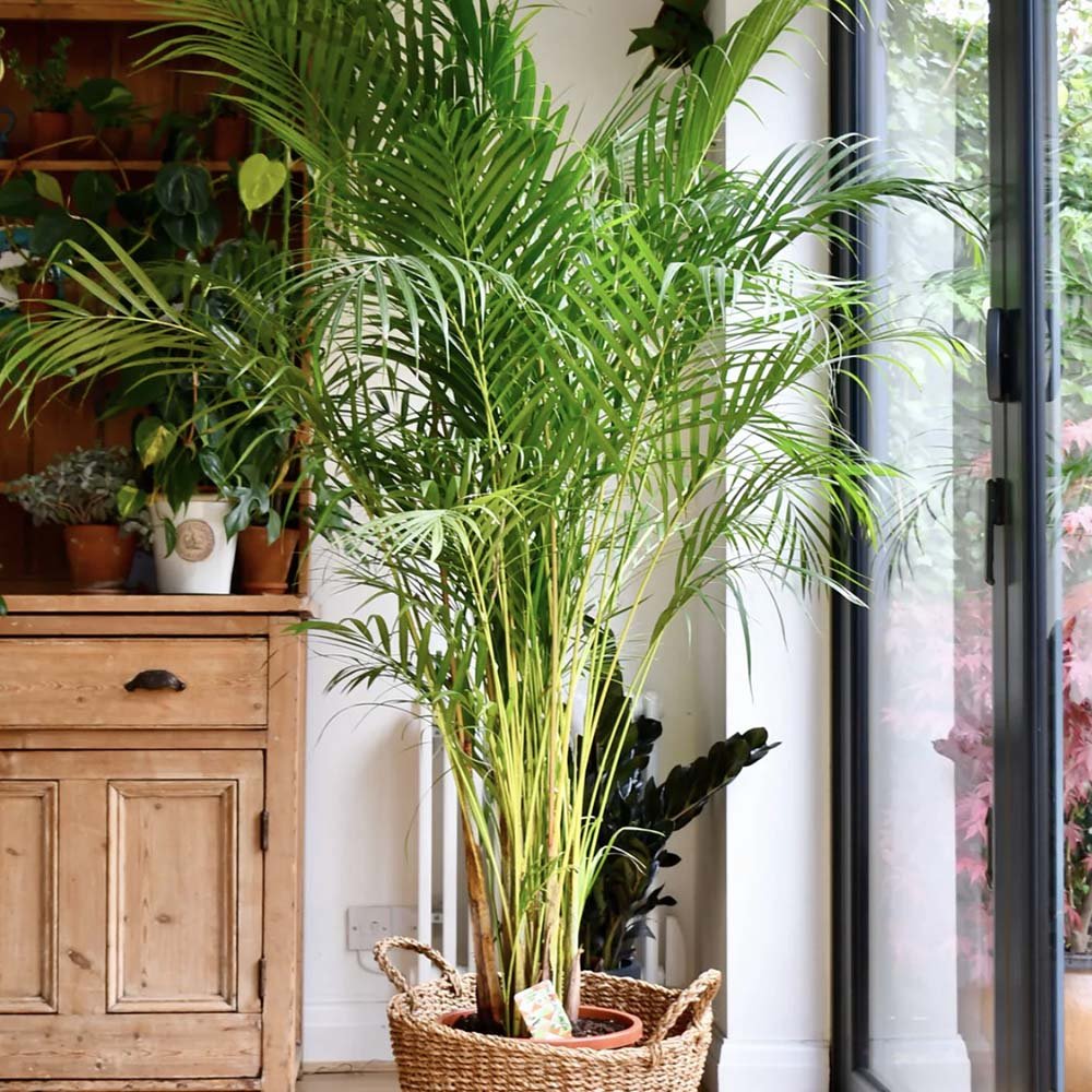 Black Friday - Reduceri Palmier Areca Dypsis Lutescens - 90 cm Promotie