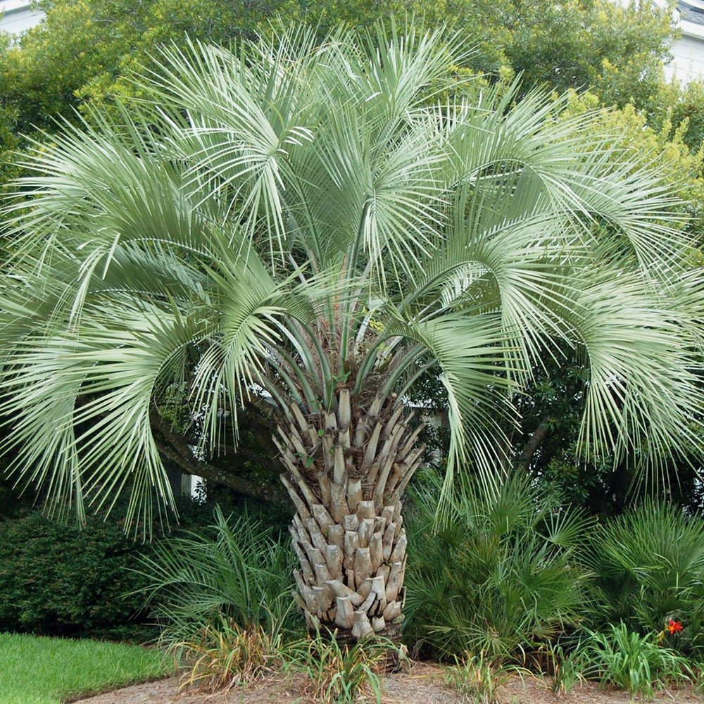 Palmier (Butia capitata) - VERDENA-100-125 cm inaltime livrat in ghiveci de 45 L