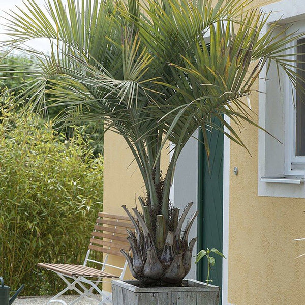Palmier (Butia capitata) - VERDENA-100-125 cm inaltime livrat in ghiveci de 45 L