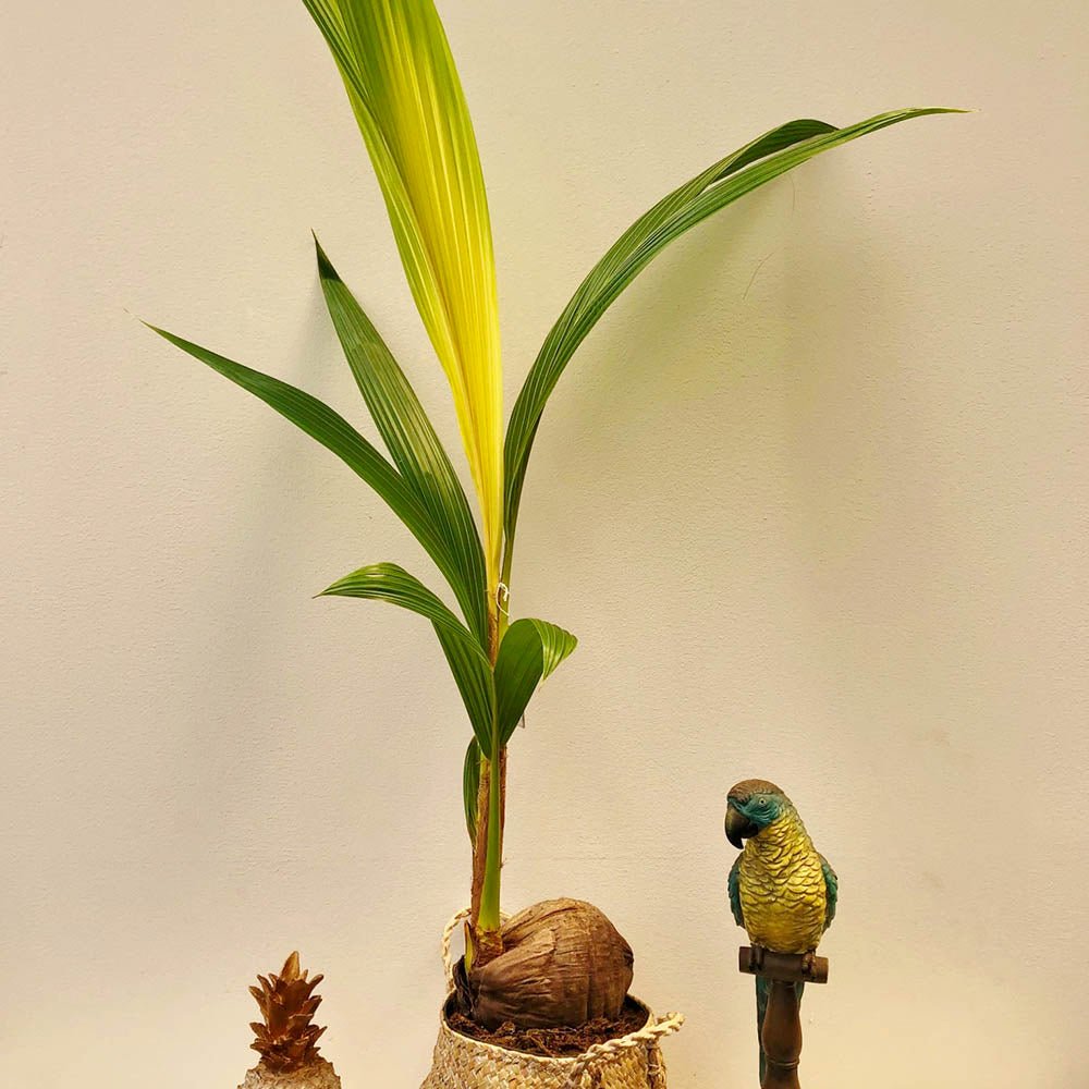 Palmier Cocotier (Cocos Nucifera) Dwarf Golden Malay - 120 cm - VERDENA-120 cm inaltime, livrat in ghiveci de 4 l
