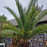 Palmier Curmal (Phoenix Canariensis) - VERDENA-40 cm cm inaltime livrat in ghiveci de 3.5 L